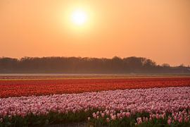 Sunset at the tulips by As Janson