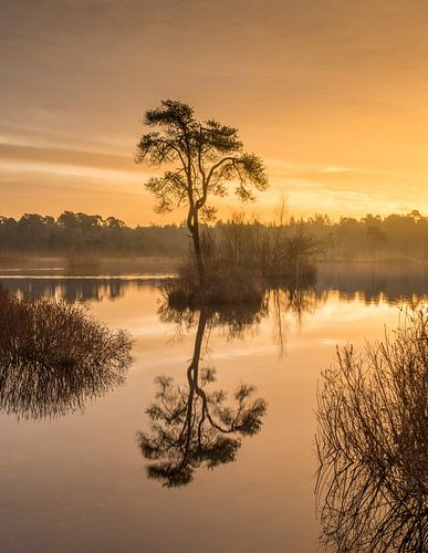 Gouden uur bij de Oisterwijkse Vennen