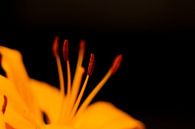 Orange Topflilien von Michael Fousert Miniaturansicht
