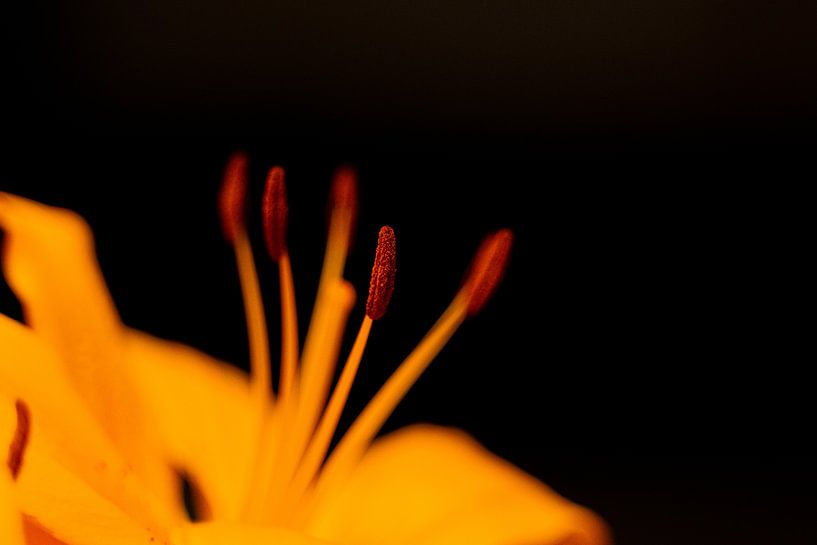 Orange Topflilien von Michael Fousert