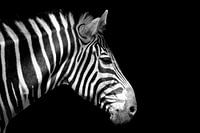 Portret van een zebra