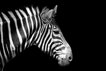 Portret van een zebra van Johann Pavelka