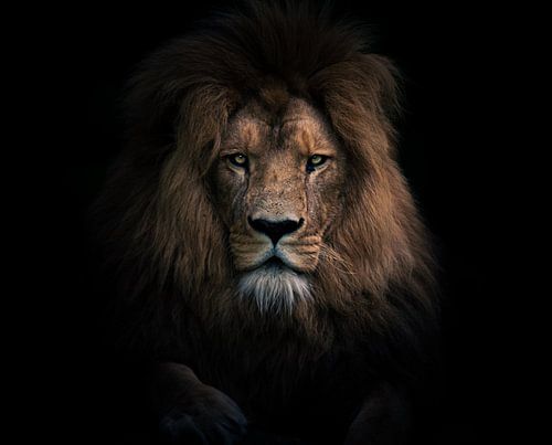 Porträt eines Löwen