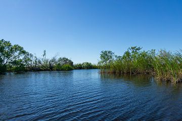 Verenigde Staten, Florida, Beekloop tussen sawgrass en bomen van adventure-photos