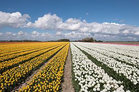 white and yellow tulips with beautiful clouds by W J Kok