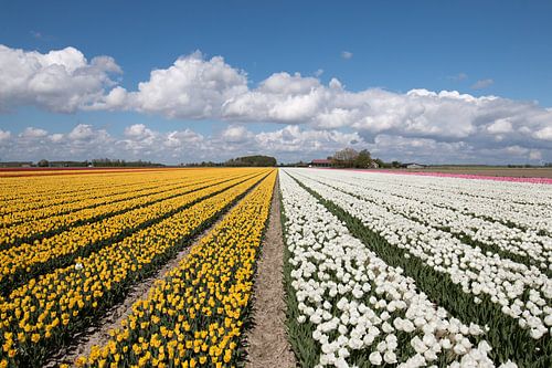 white and yellow tulips with beautiful clouds