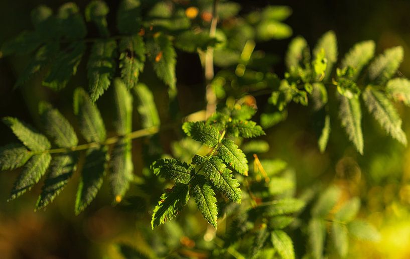 Leaves in the sunlight - Dwingelderveld - Drenthe (Netherlands) by Marcel Kerdijk