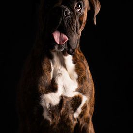 Portretfoto van een Boxer met pauwveer van Special Moments MvL