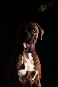 Porträt eines Boxers mit Pfauenfeder