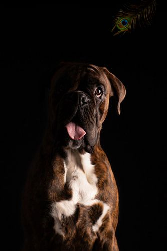 Portretfoto van een Boxer met pauwveer van Special Moments MvL