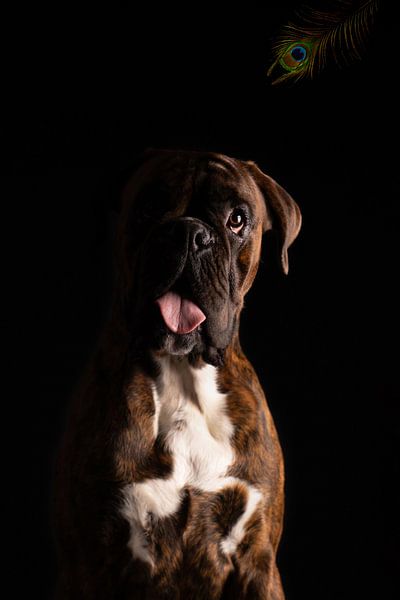 Portrait of a Boxer with peacock feather by Special Moments MvL