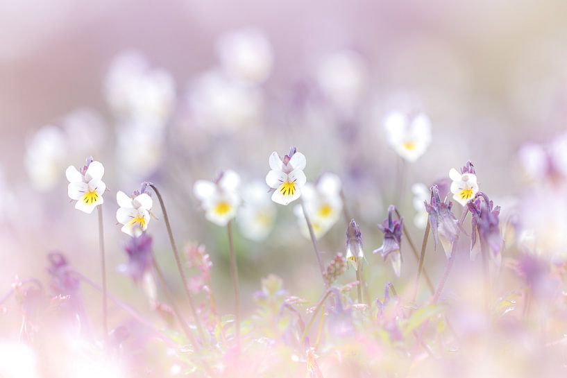 Flieder Veilchen von Antoine Deleij