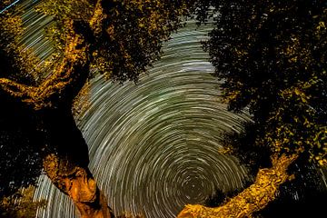star trails van de melkweg in november met boom. van Hans Hut