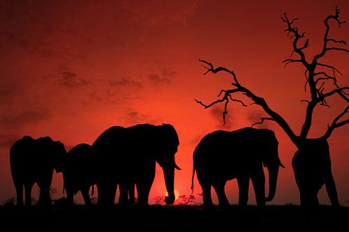 Zonsondergang in Afrika (Elephant sunset)