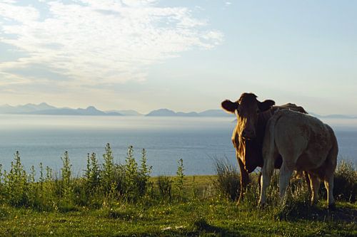 Koeien in het Skye Museum of Iceland Life