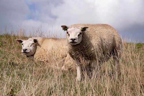Texel sheep on the dyke