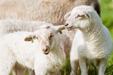 Lamb by Adri Rovers