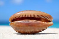 seashell in Bonaire