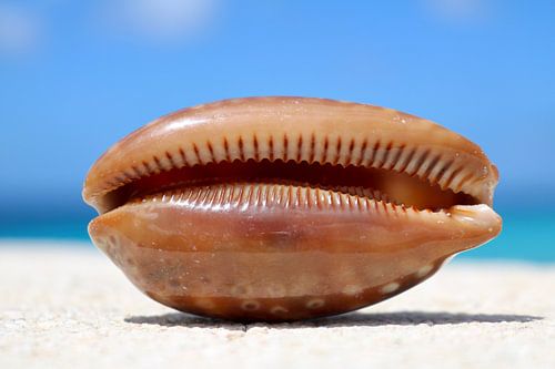 schelp op Bonaire