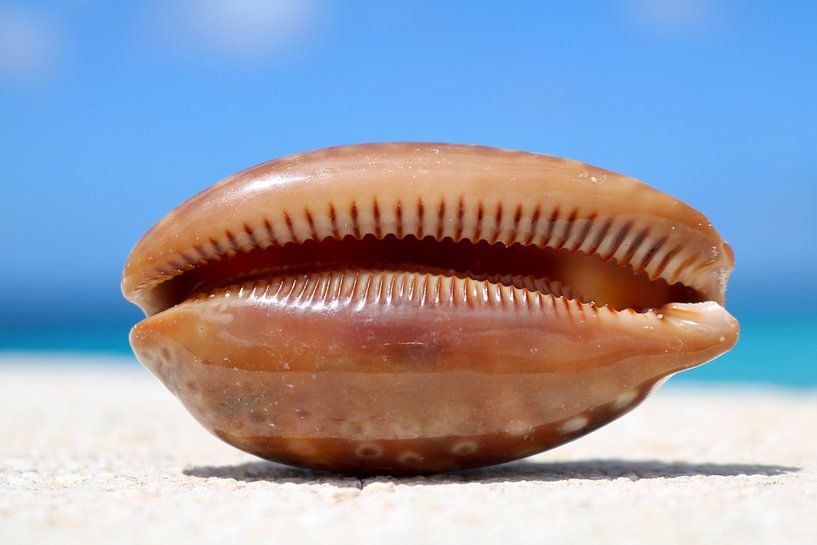 seashell in Bonaire by Marloes ten Brinke
