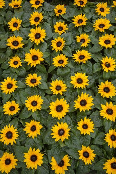 Zonnebloemen von Alfred Meester