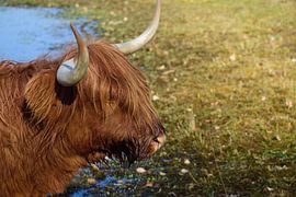 Prachtig beest van Frank's Awesome Travels