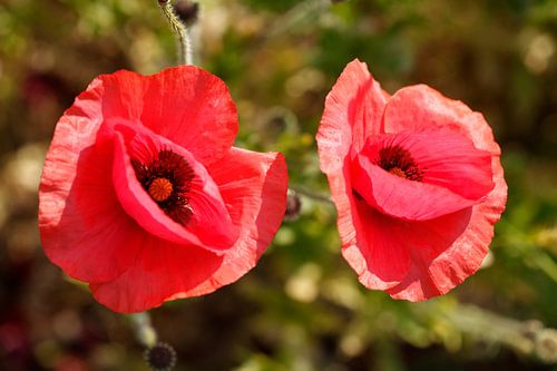 Mohnblumen (Papaver rhoeas) , Klatschmohn, Deutschland