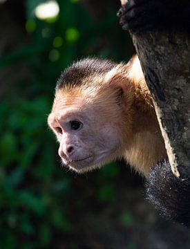 Ungezogener Affe im Baum von Bianca ter Riet