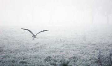 Blue heron in winter by Danny Slijfer Natuurfotografie