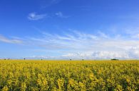 At the rape field by Ostsee Bilder thumbnail