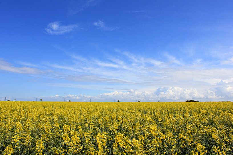 At the rape field by Ostsee Bilder