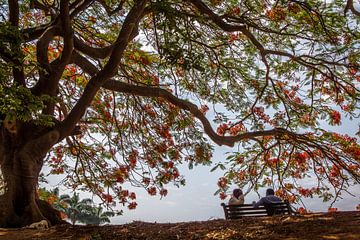 In the shade under a tree by Ron van Ewijk