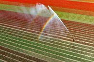 Tulpen in een veld besproeid door een watersproeier van Sjoerd van der Wal Fotografie thumbnail
