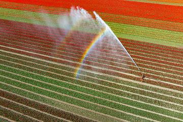 Tulpen in een veld besproeid door een watersproeier