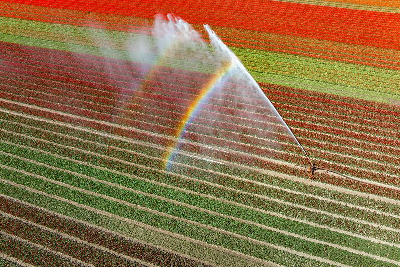 Tulpen in een veld besproeid door een watersproeier van Sjoerd van der Wal Fotografie