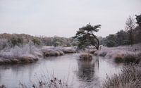 Winter landscape with ice on the fen the Patersmoer near Strijbeek | Landscape photography by Merlijn Arina Photography thumbnail