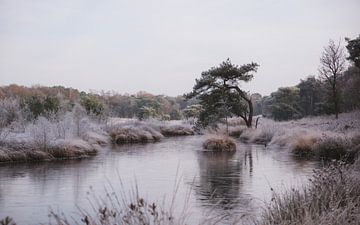 Winterlandschap met ijs op het ven het Patersmoer bij Strijbeek | Landschapsfotografie van Merlijn Arina Photography
