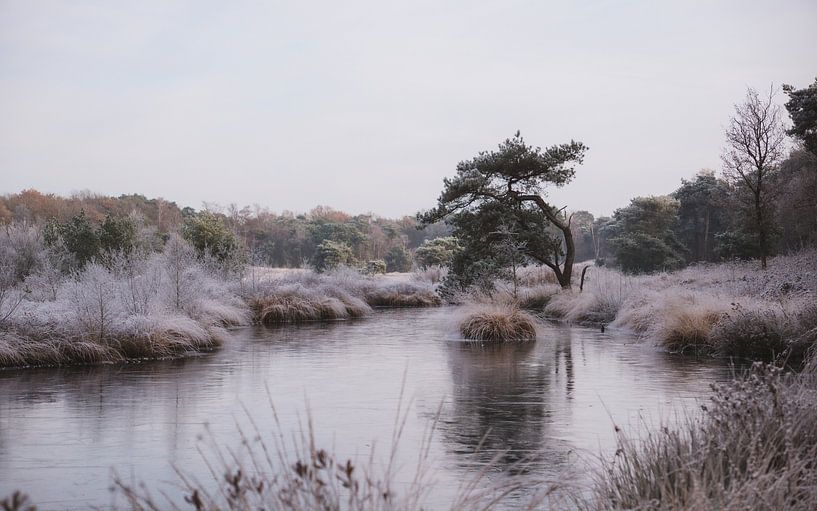 Winter landscape with ice on the fen the Patersmoer near Strijbeek | Landscape photography by Merlijn Arina Photography