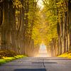 Autumn avenue in northern Germany by Martin Wasilewski