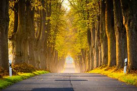 Allée d'automne dans le nord de l'Allemagne sur Martin Wasilewski