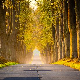 Autumn avenue in northern Germany by Martin Wasilewski