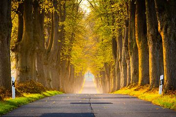 Autumn avenue in northern Germany