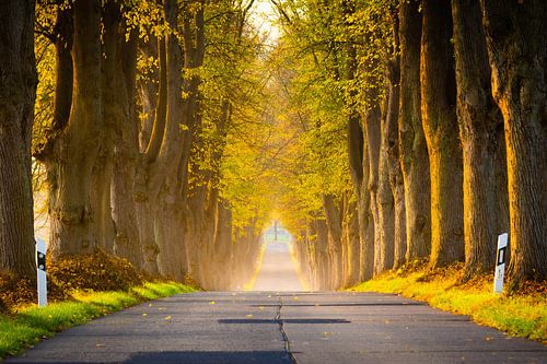 Herfstlaan in Noord-Duitsland