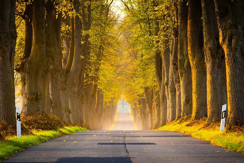 Herfstlaan in Noord-Duitsland van Martin Wasilewski