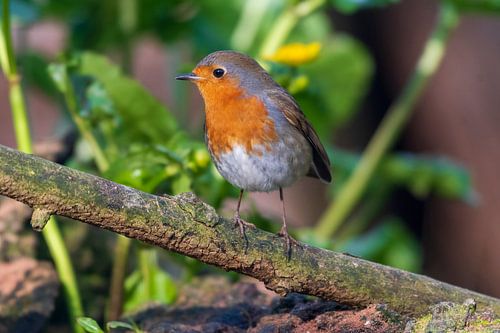 A robin on the Kalmthout heath