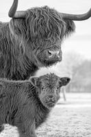 Highlander Cows