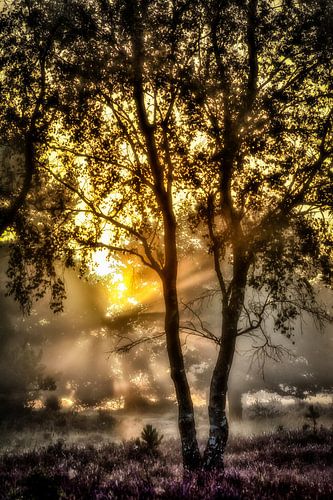 Zonsopkomst met ochtendnevel in de bossen