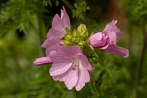 Mauve musquée