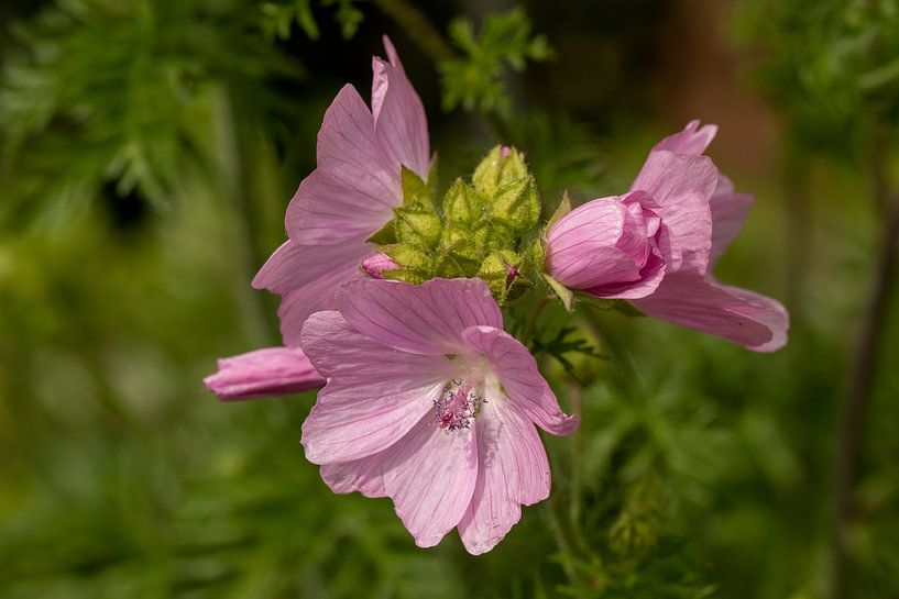 Mauve musquée par Tanja van Beuningen