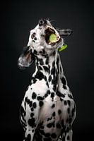 Hund mit Gurke 2/3